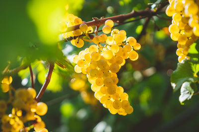 Grape skins and winemaking: how important are they?