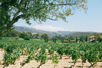 Regional Wine Guide: Italy
