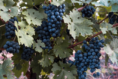 5 facts you didn't know about Pinot Noir